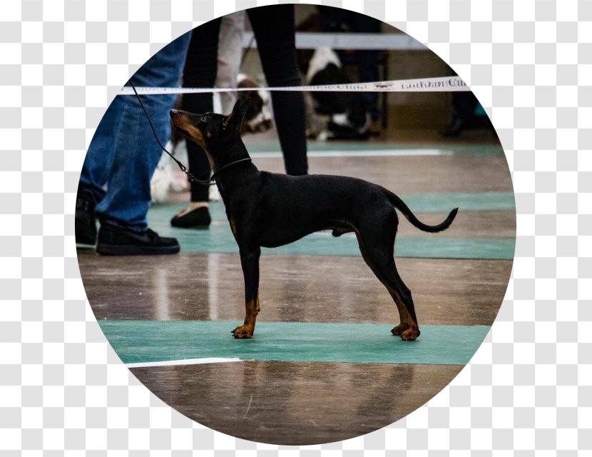 German Pinscher English Toy Terrier Manchester Russkiy Italian Greyhound Transparent PNG