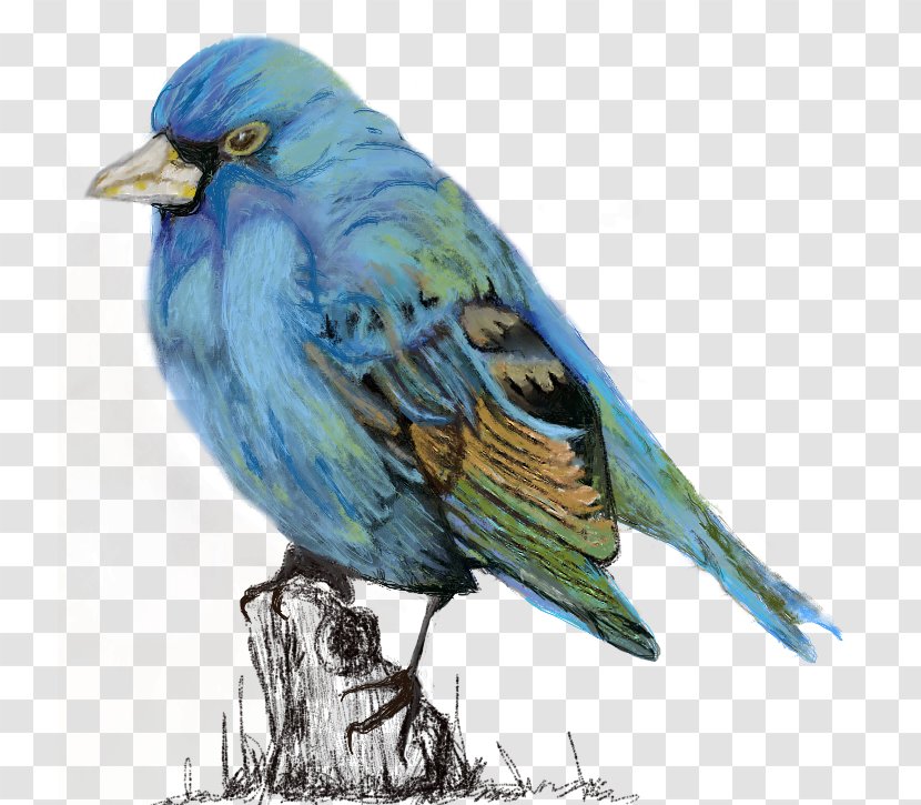 Blue Jay Finches American Sparrows Watercolor Painting Cobalt - Bluebird Transparent PNG