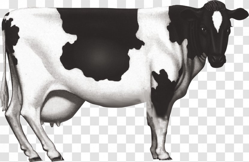Dairy Cattle Milk Ox - Watercolor - Cow Transparent PNG