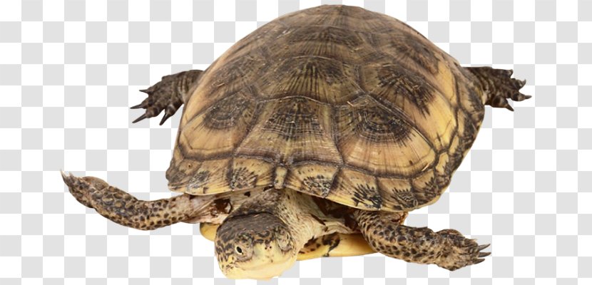 Box Turtles Common Snapping Turtle Reptile Tortoise - Animal Transparent PNG