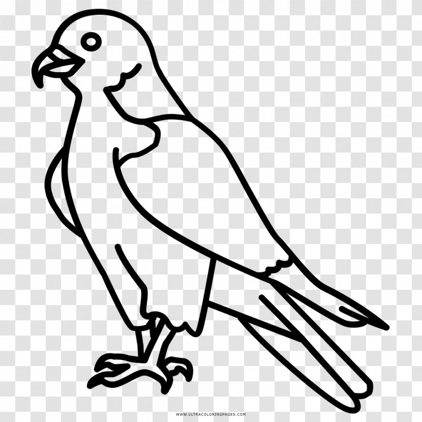 Drawing Coloring Book Falcon Beak Transparent PNG