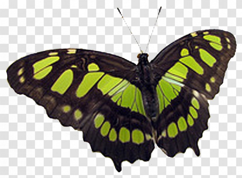 Monarch Butterfly Pieridae Moth Torte - Arthropod Transparent PNG