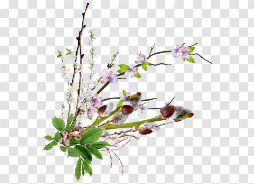Cut Flowers Centerblog 0 Plant Stem - Blossom - Flower Transparent PNG