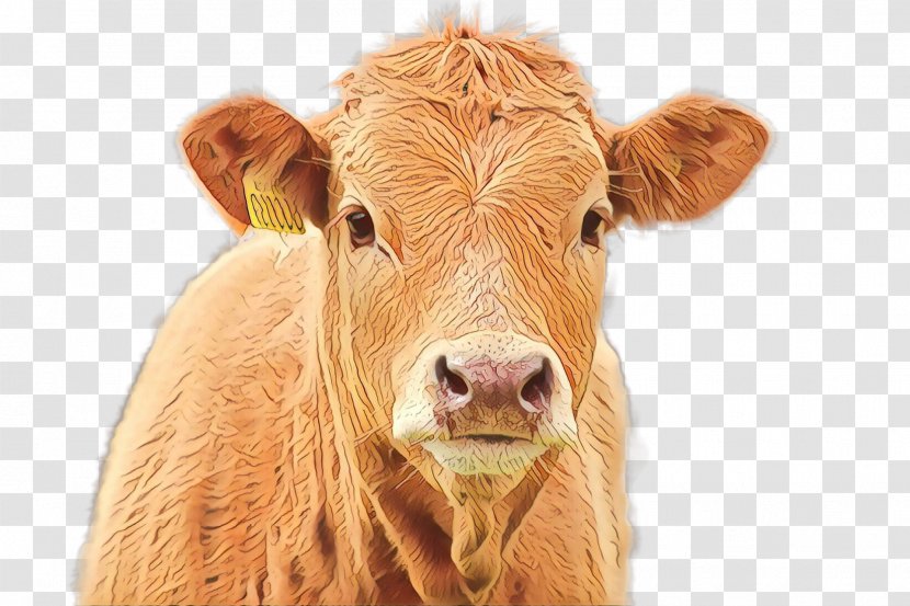 Calf Bovine Nose Livestock Snout - Fawn Ear Transparent PNG