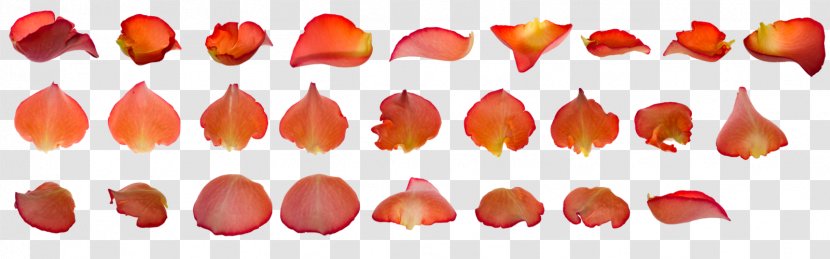 Lipstick Finger Nail Petal - Flower Petals Transparent PNG