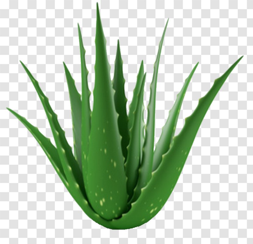 Aloe Vera Medicinal Plants Gel Leaf - Root - Plant Transparent PNG