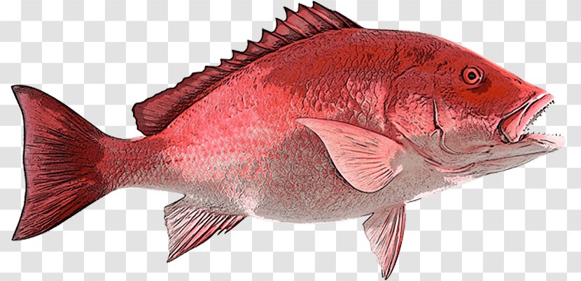 Northern Red Snapper Fishing B & A Seafood Inc - Fish Products - Fin Transparent PNG