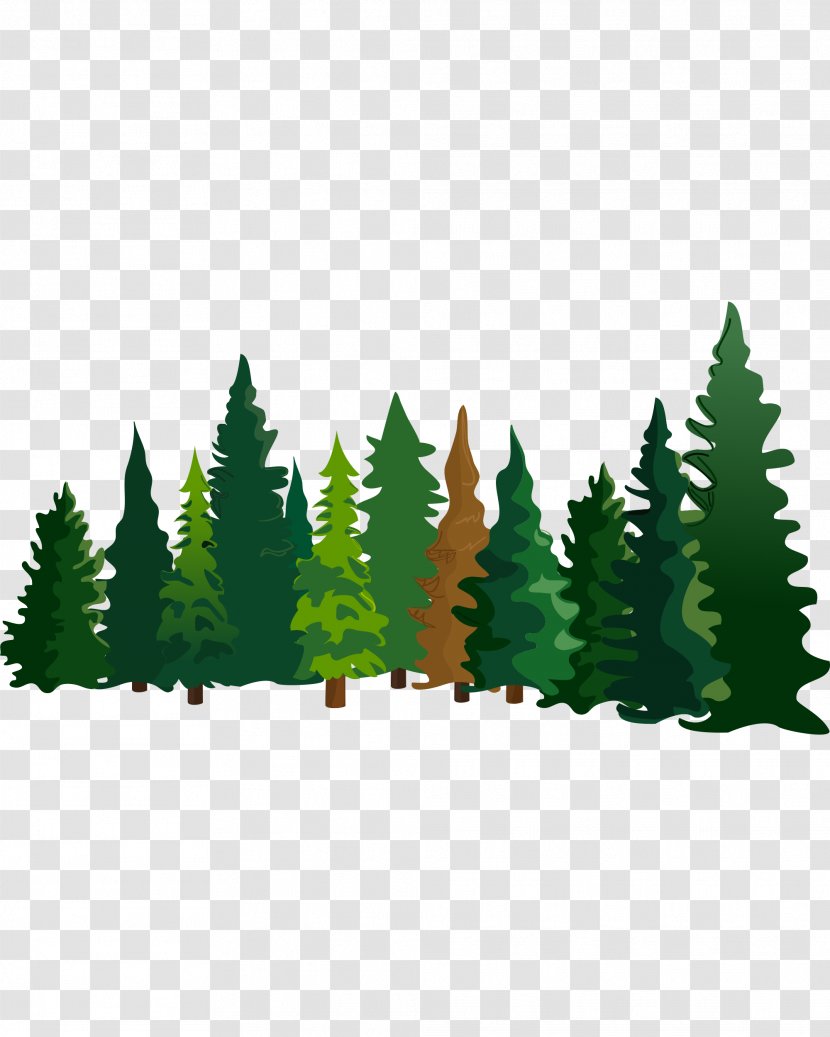 Pine Fir Cartoon Spruce - Plant - Material Transparent PNG
