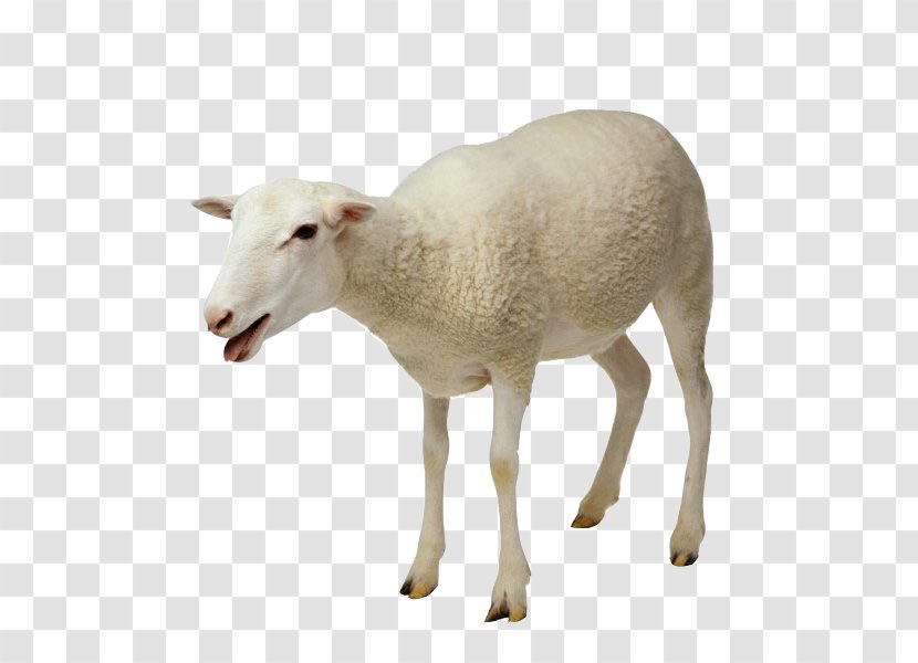 Sheep Goat Milking Taurine Cattle - Milk Transparent PNG