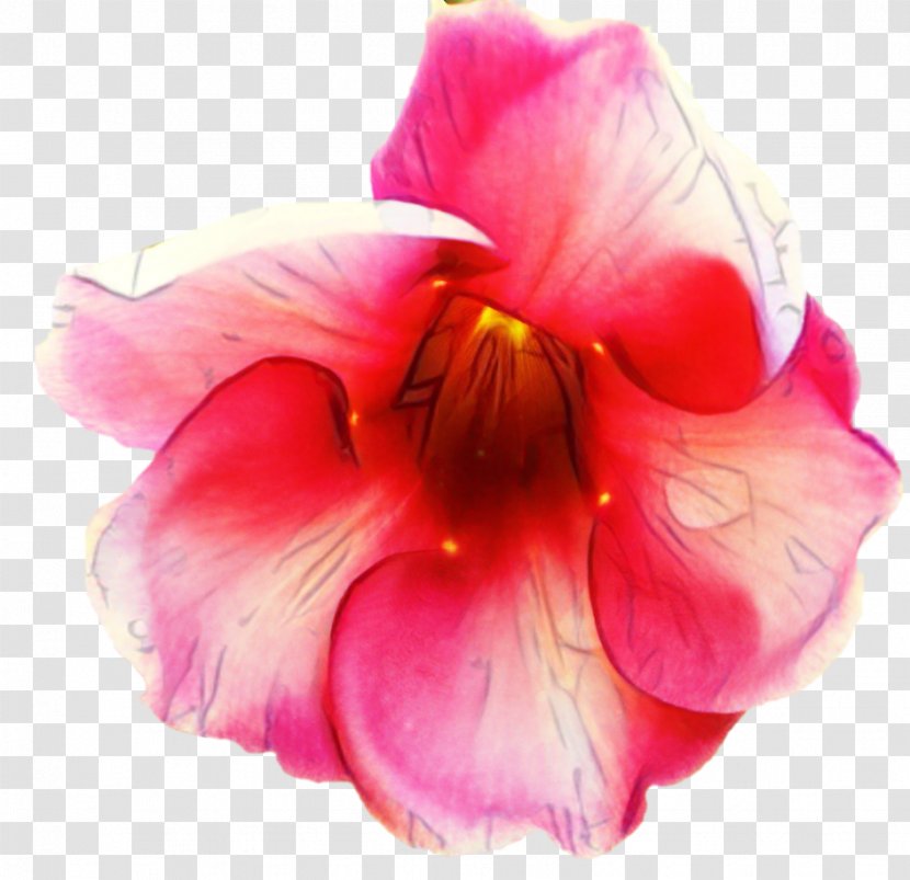 Pink Flower Cartoon - Hibiscus - Iris Cattleya Transparent PNG