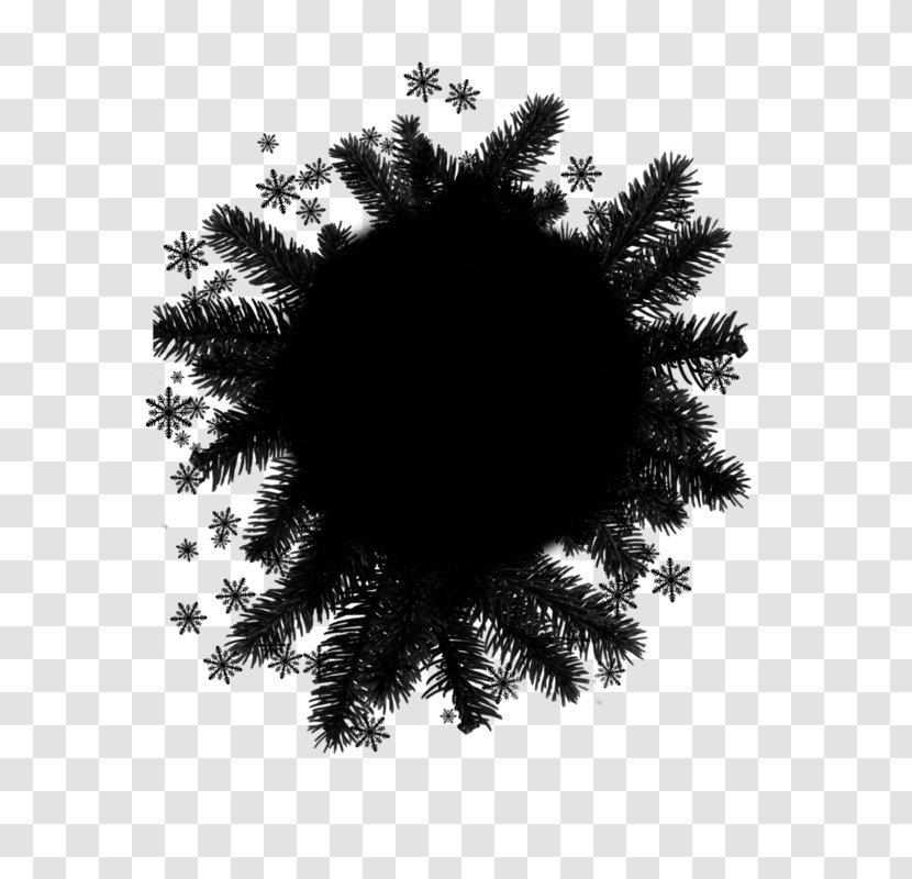 Christmas Black And White - Red Pine - Cypress Family American Larch Transparent PNG