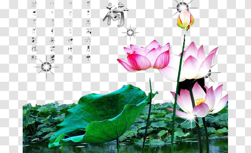 Nelumbo Nucifera Egyptian Lotus Wallpaper - Summer Pond Transparent PNG