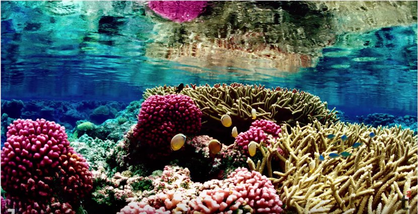 Great Barrier Reef Coral Bleaching Global Warming Transparent PNG