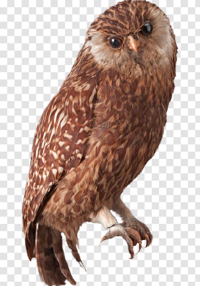 Laughing Owl Bird Of Prey Extinction - Himalayan Quail - Whiskers Transparent PNG