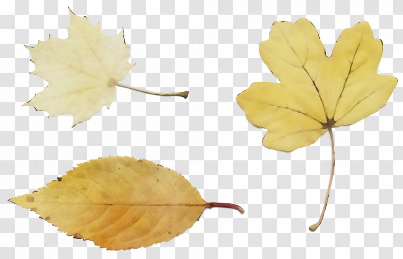 Maple Leaf - Yellow - Planetree Family Flower Transparent PNG