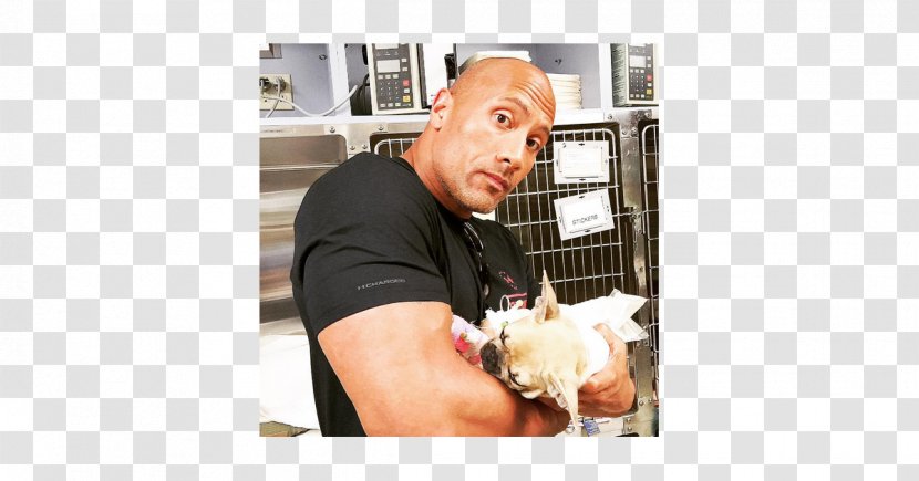 The Rock Says-- : Most Electrifying Man In Sports-entertainment Puppy French Bulldog Death - Mammal Transparent PNG