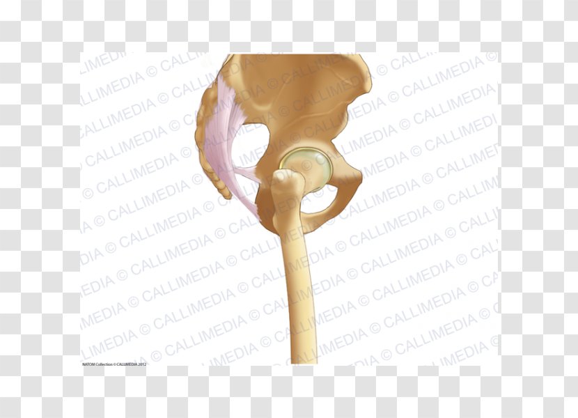 Pelvis Anatomy Bone Ligament Sacrum - Joint - Anatomi Transparent PNG