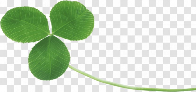 Four-leaf Clover Clip Art Image - Green Transparent PNG