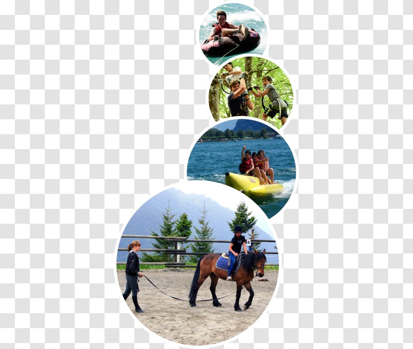 Les Elfes Verbier - Horse - International Summer Camps In Switzerland Camping Day Camp ChildSummer Transparent PNG