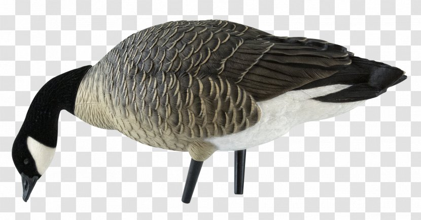 Canada Goose Mallard Decoy Transparent PNG