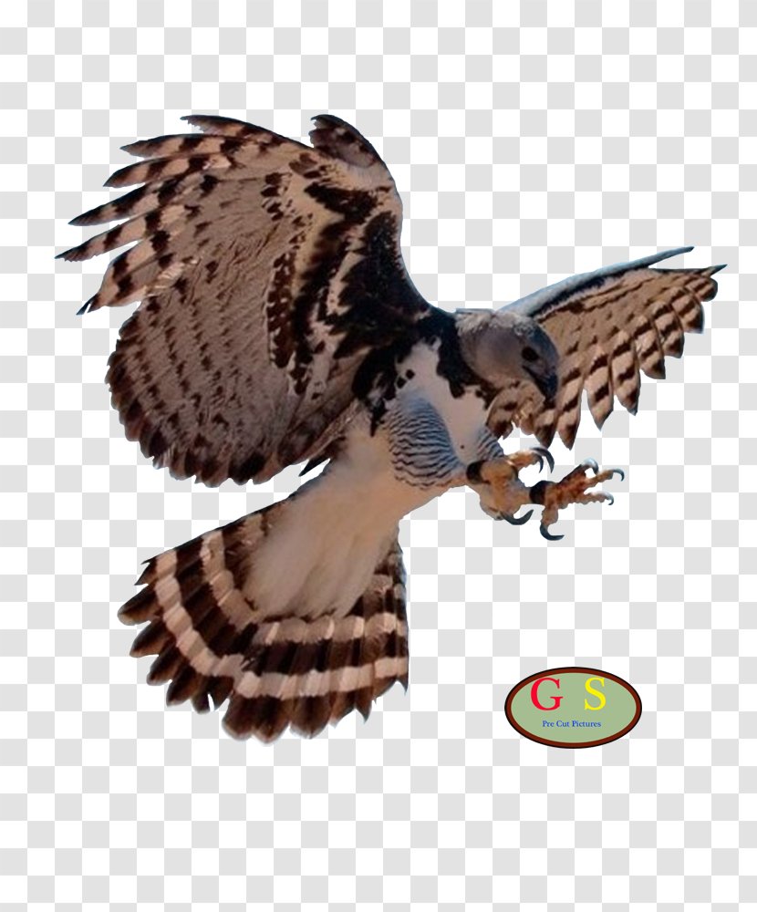 Bald Eagle Bird Harpy Transparent PNG