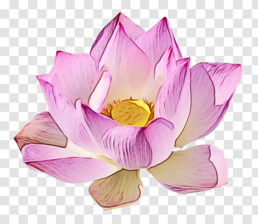 Nymphaea Nelumbo Transparency Image Clip Art - Botany - Petal Transparent PNG