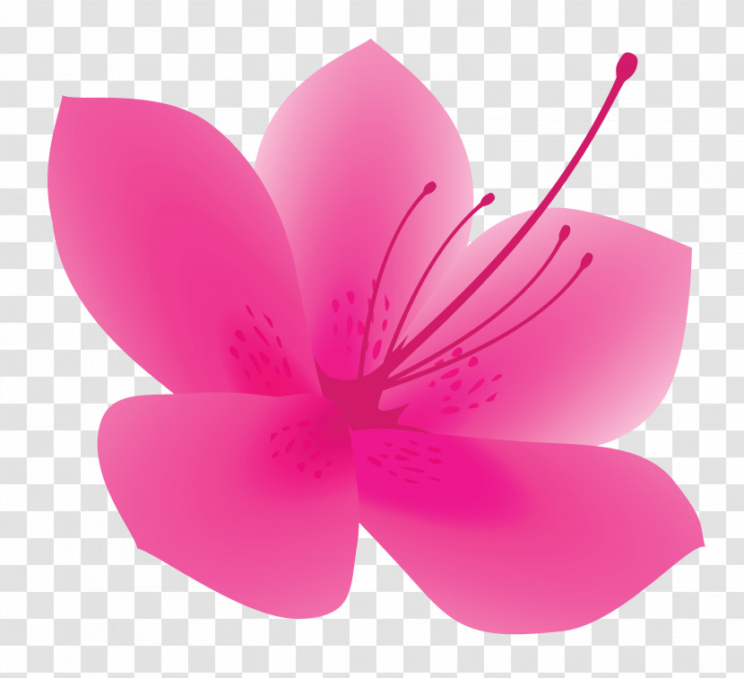 Azalea Spring Flower Azalea Flower Transparent PNG