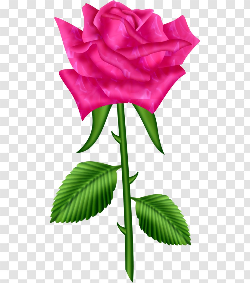 Garden Roses Clip Art Image Tea Rose - Cut Flowers - Floribunda Transparent PNG
