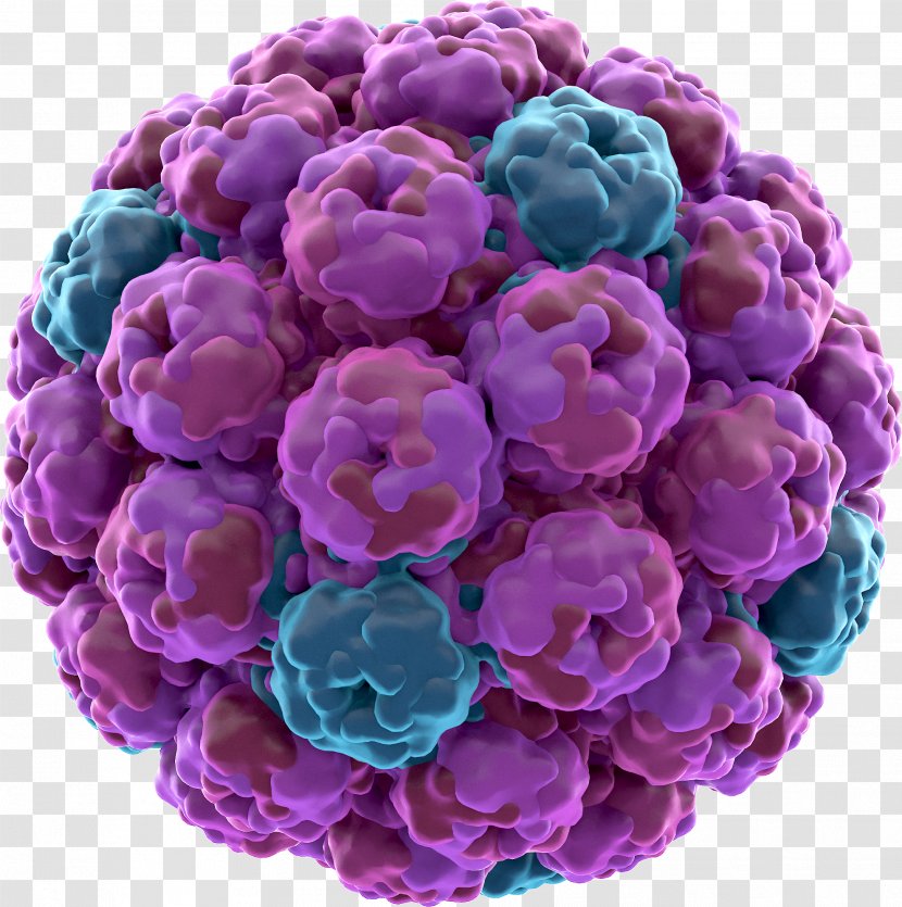 Rhinovirus SV40 Zika Virus Biology - Flower - Polyhedrosis Transparent PNG