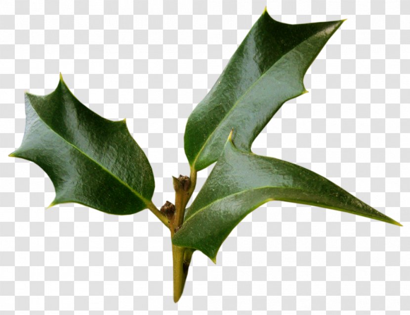 Ilex Crenata Cornuta Plant Material Christmas - Leaf - Transparency And Translucency Transparent PNG