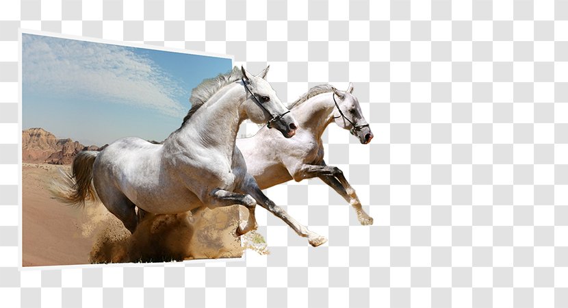 Stallion Camargue Horse Mustang Clip Art - Tack - Training Courses Transparent PNG