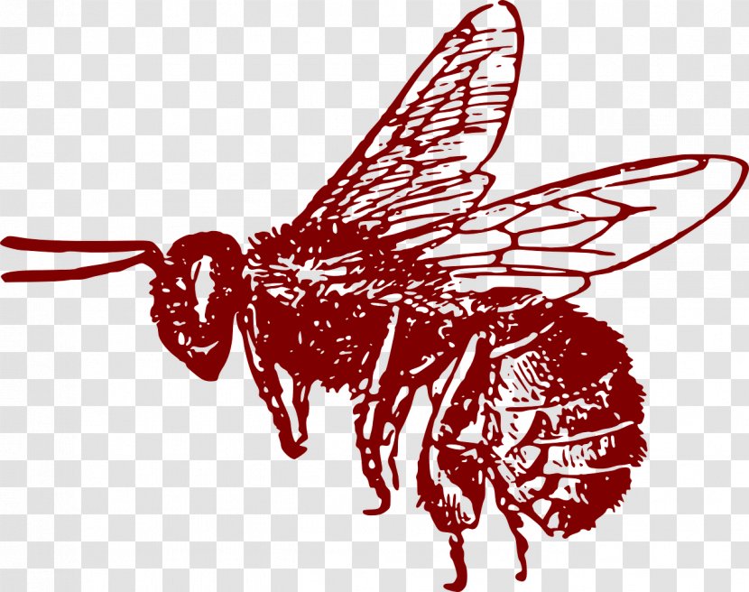 Honey Bee Clip Art - Organism Transparent PNG