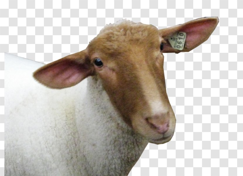 Sheep Goat - Goats Transparent PNG