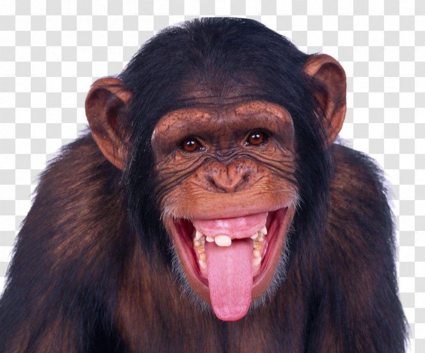Monkey Chimpanzee Ape - Photobombing Transparent PNG
