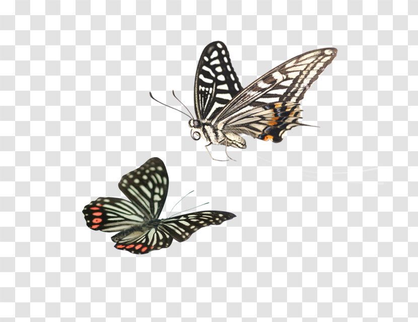 Google Images Clip Art - Butterfly - Cartoon Transparent PNG