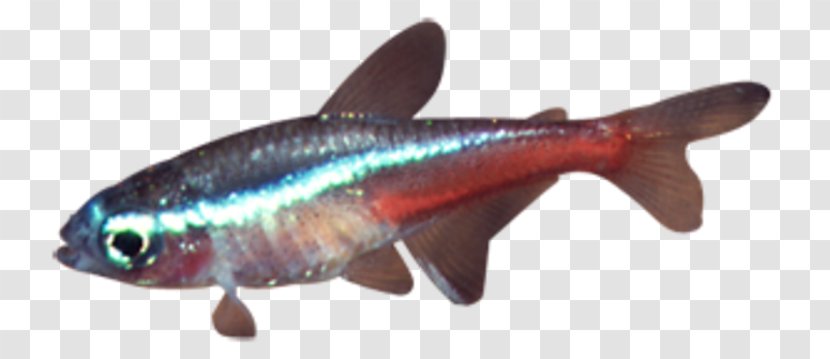 Neon Tetra Aquarium Fish Goldfish Ornamental - Organism Transparent PNG