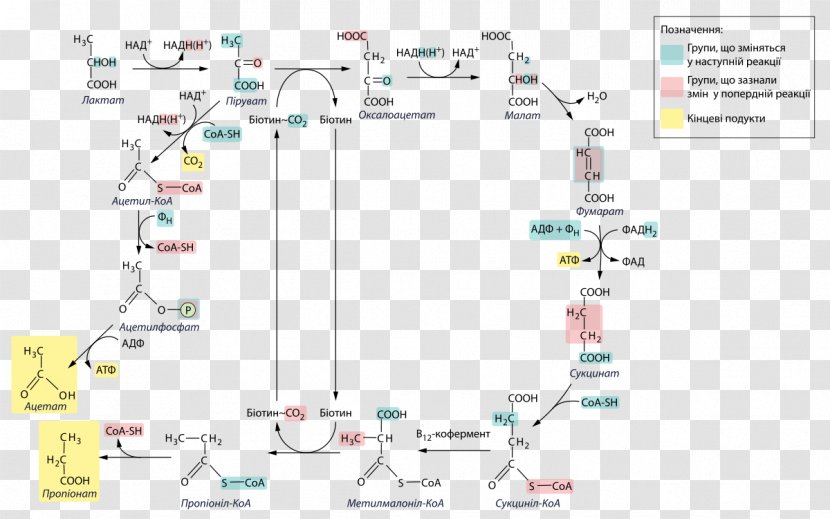 Propionic Acid Lactic Fermentation Propionibacterium Microorganism - Public Domain Transparent PNG