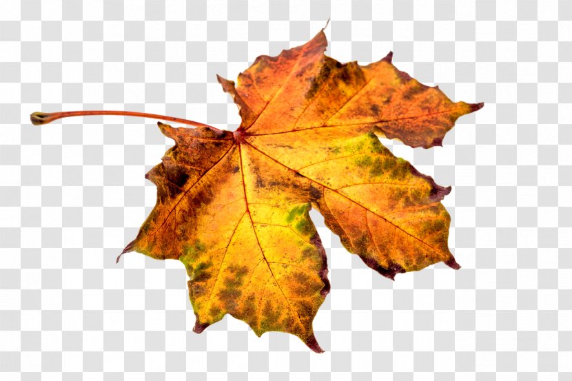 Clip Art Image Download Transparency - Maple Leaf - Autumn Transparent PNG