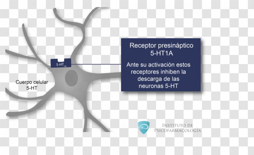 5-HT1A Receptor 5-HT Agonist Serotonin - Central Nervous System - Septum Transparent PNG