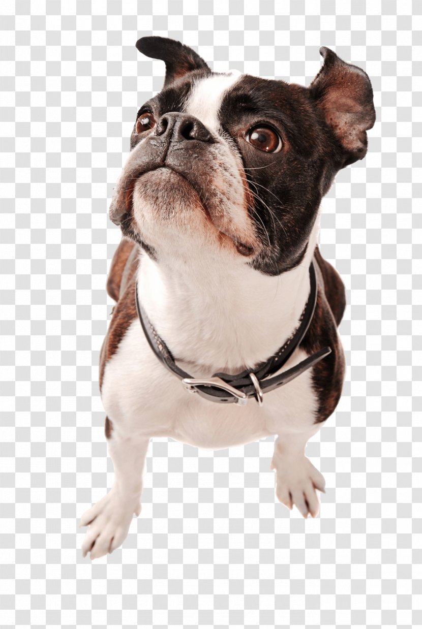 Boston Terrier Yorkshire Puppy Rat Pit Bull - Collar Transparent PNG