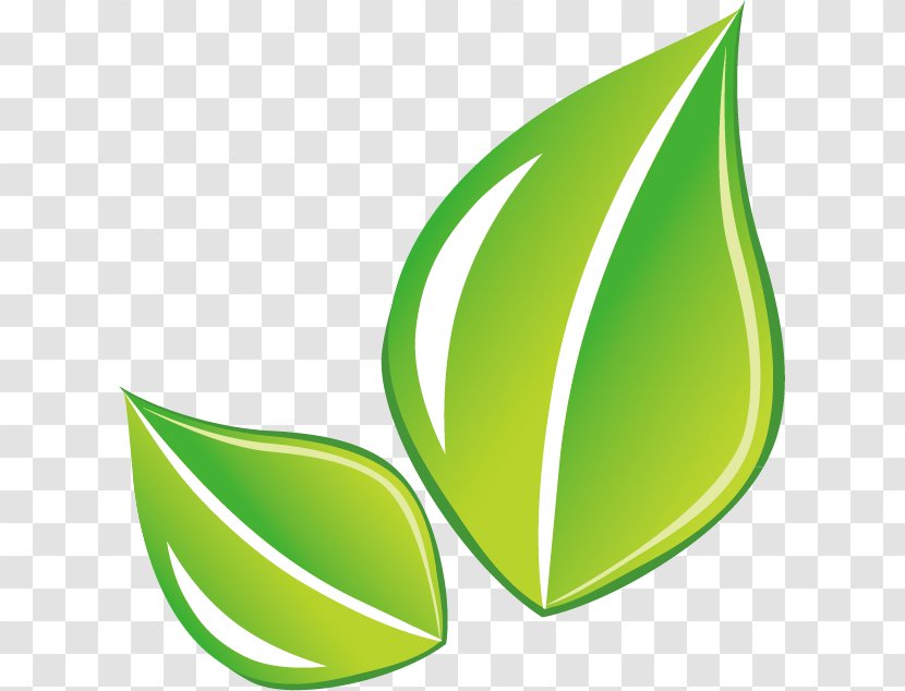 Leaf Green - Fruit - Leaves Vector Material Transparent PNG