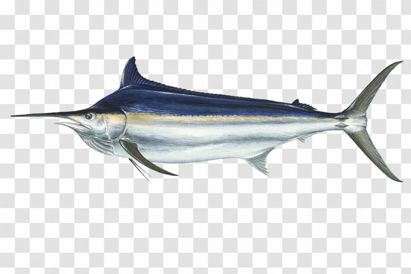 International Game Fish Association Black Marlin Atlantic Blue Fishing - Striped Transparent PNG