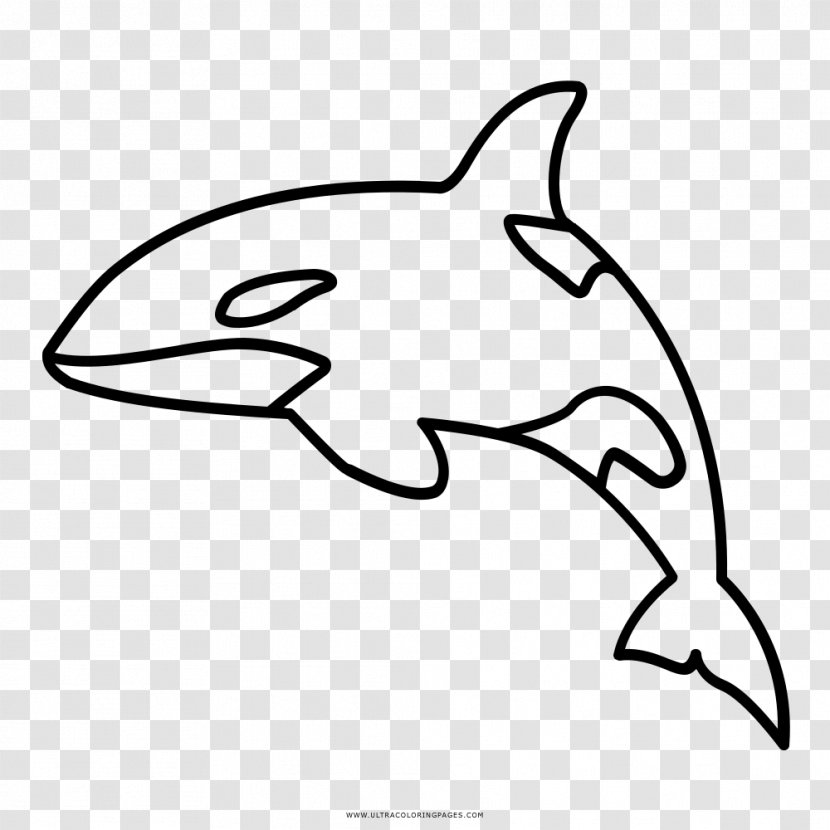 Killer Whale Cetacea Coloring Book Drawing - Fish - BALEIA Transparent PNG