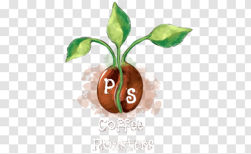 PS Coffee Roasters Cafe Irgachefe Roasting Transparent PNG