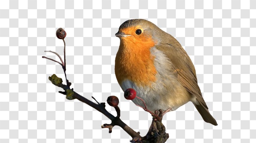 European Robin American Sparrows Animal - Fauna - Beak Transparent PNG