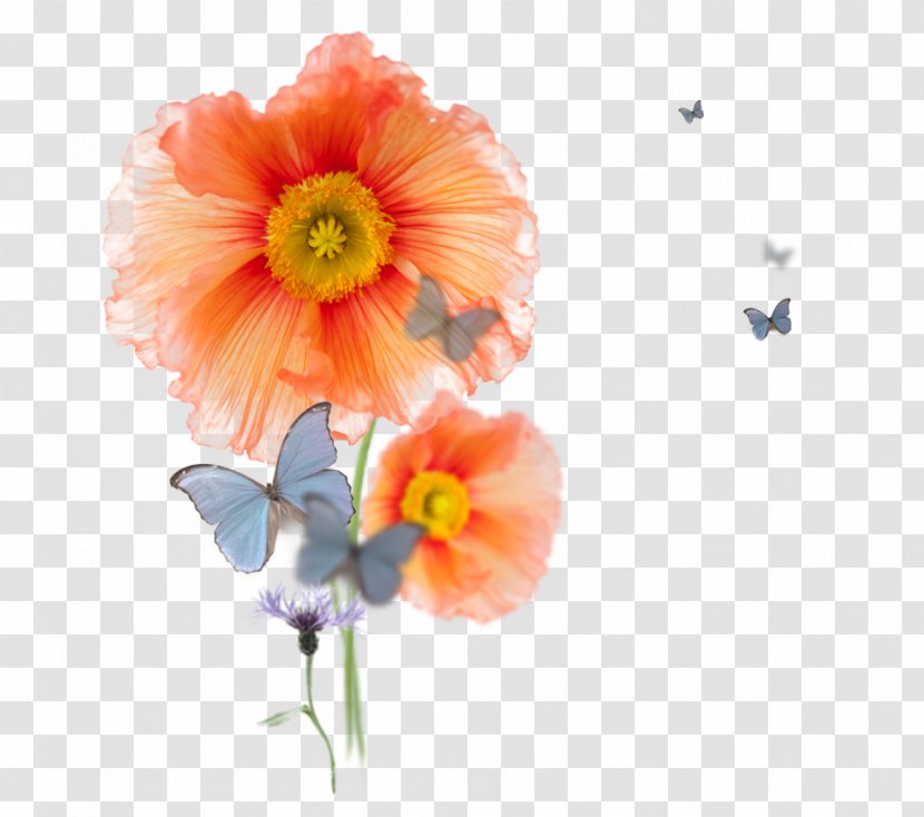 Poppy Cut Flowers Floral Design Plant - Spring - Flower Transparent PNG