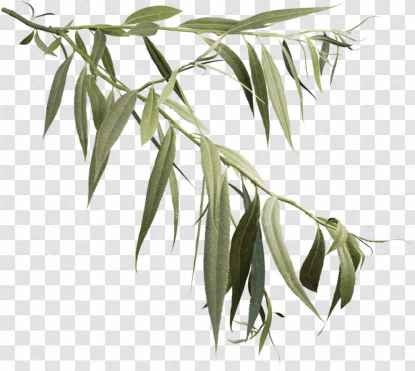 Weeping Willow Tree Drawing - Woody Plant - Stem Eucalyptus Transparent PNG