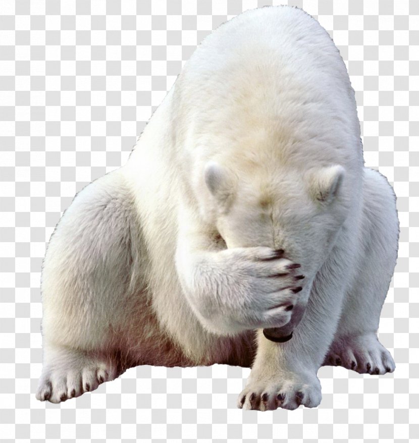 Baby Polar Bear Kodiak - Mammal Transparent PNG
