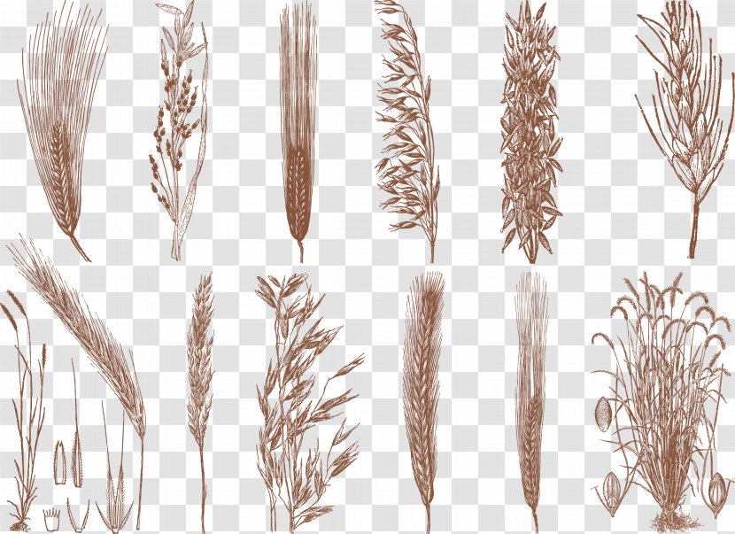 Drawing Cereal Grain - Wheat - Retro Hand-painted Wind Rice Transparent PNG