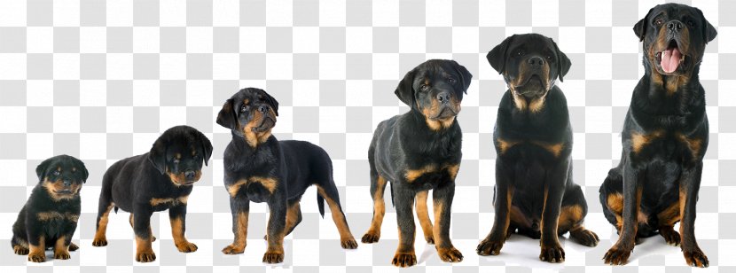 Rottweiler English Mastiff Puppy Great Dane Dalmatian Dog Transparent PNG